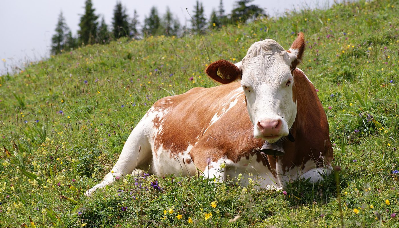 субсидии на содержание коров в Чувашии