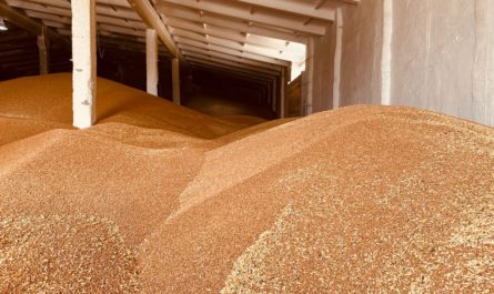 В Чувашии валовой сбор зерна превысил прошлогодний более чем на 30%
