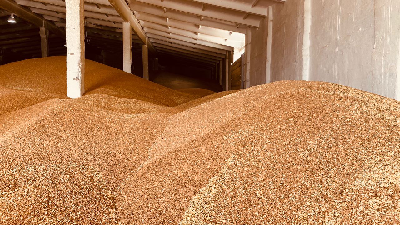В Чувашии валовой сбор зерна превысил прошлогодний более чем на 30%