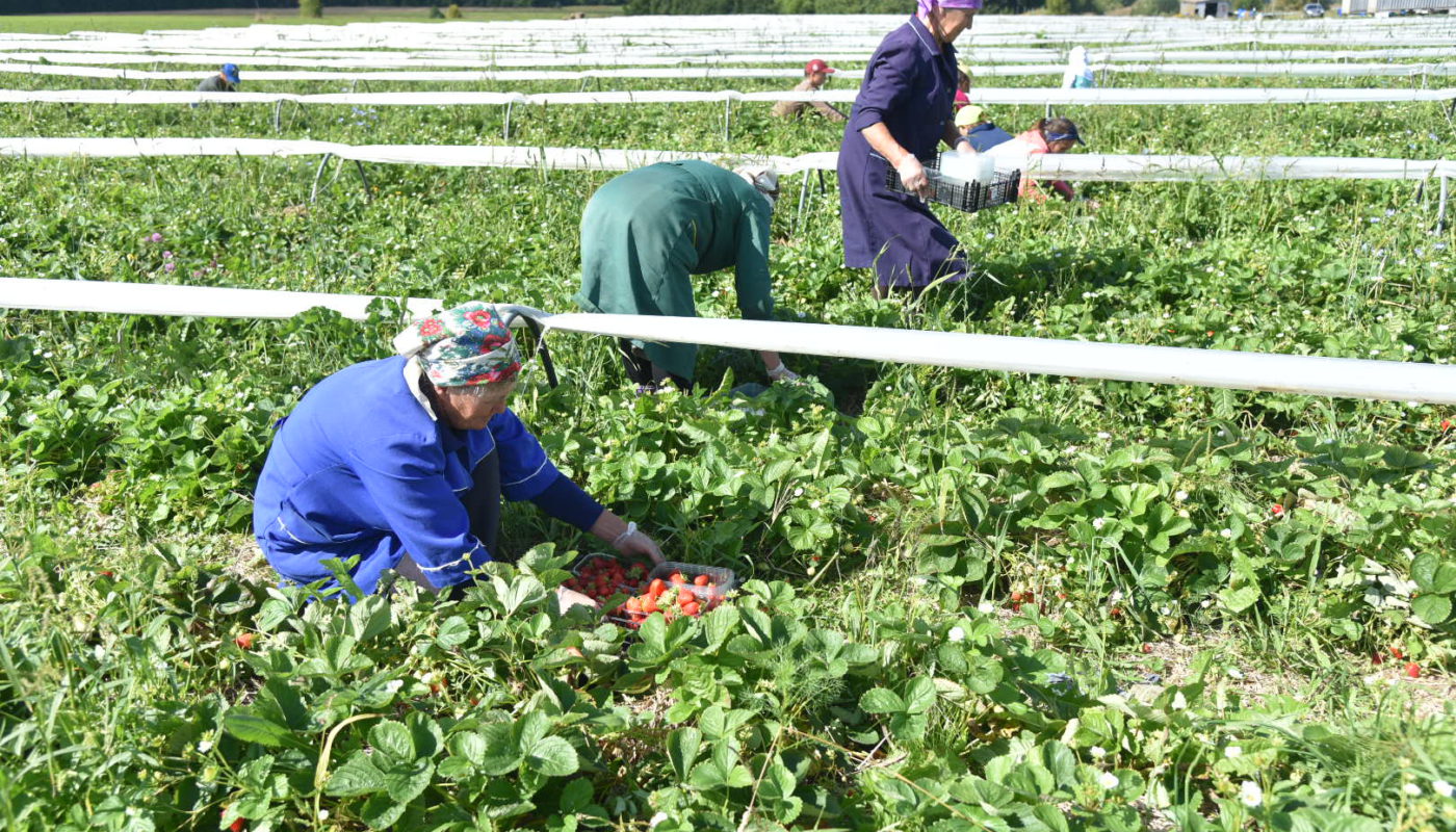 Год за три: Минсельхоз России оценил региональные меры поддержки сельского хозяйства в Чувашии