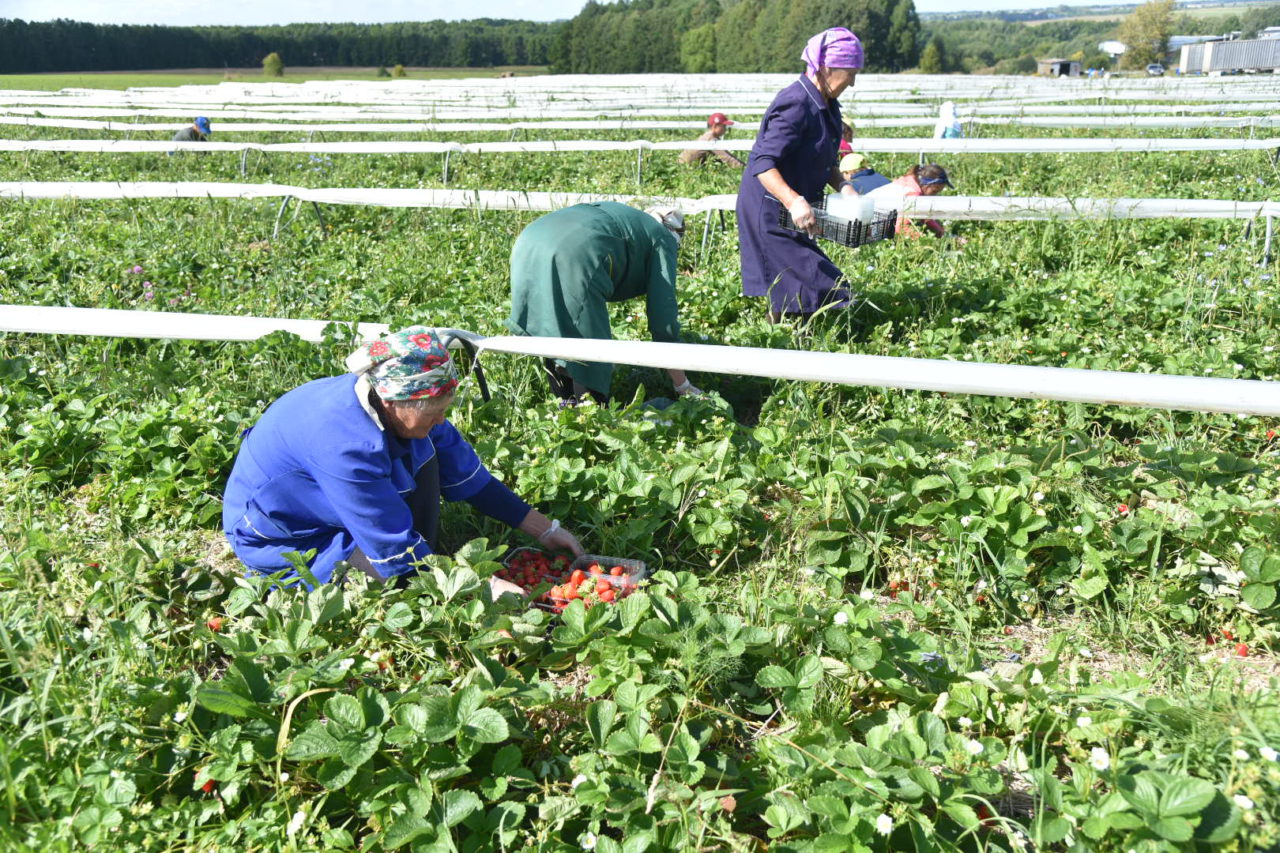 Год за три: Минсельхоз России оценил региональные меры поддержки сельского хозяйства в Чувашии