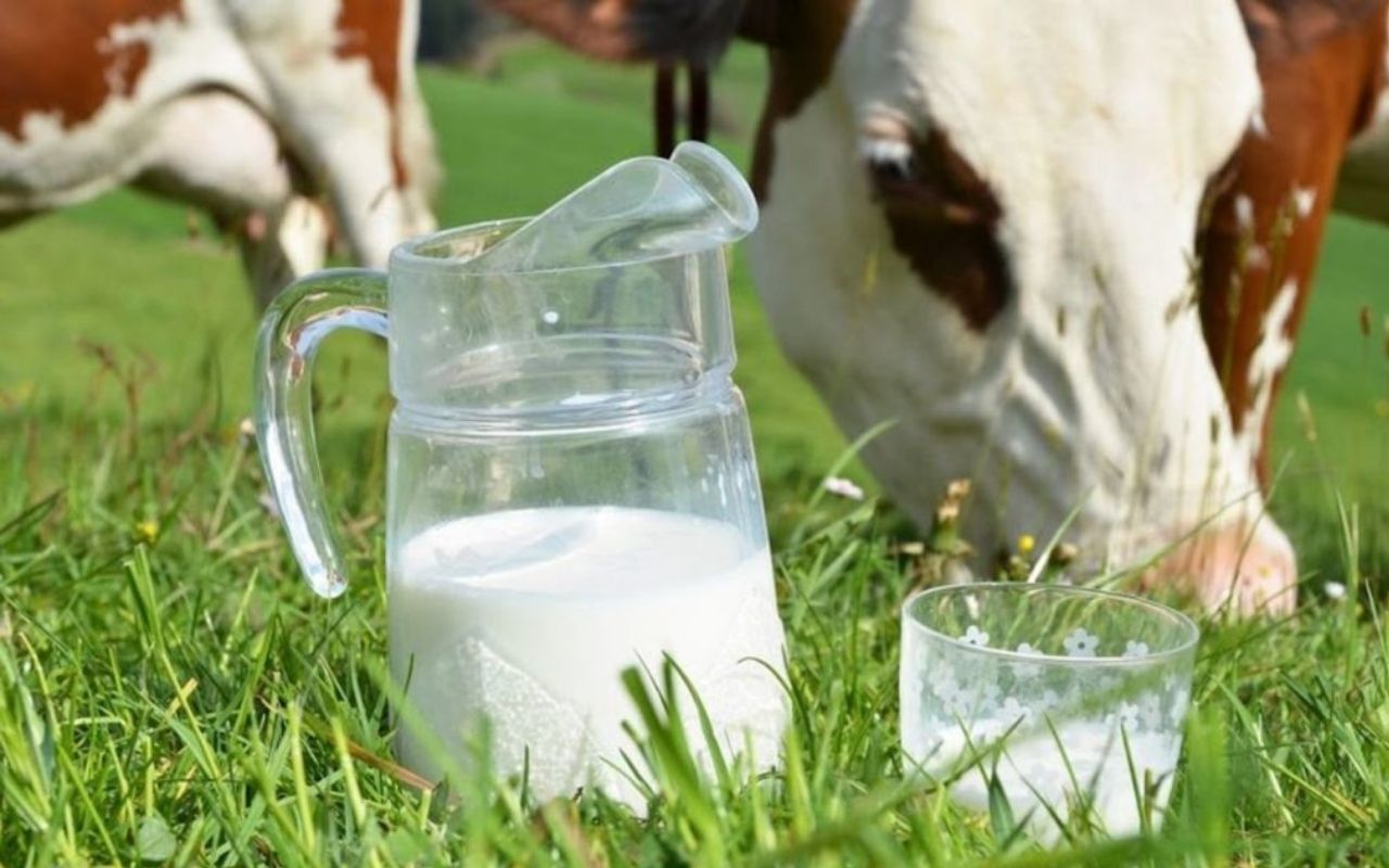Чувашия увеличивает средний надой молока и продолжает поддерживать владельцев коров