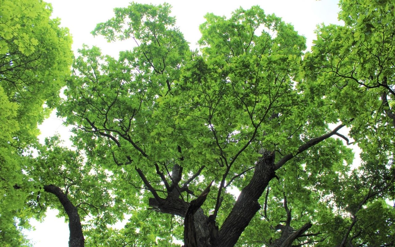 Итоги конкурса «Российское дерево года»: чувашский дуб стал вторым деревом страны