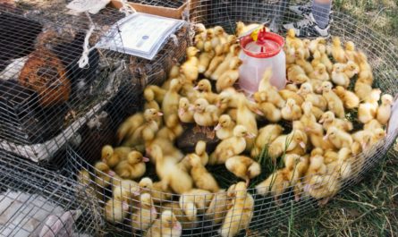 Госветслужба Чувашии опровергла информацию о гриппе птиц в республике