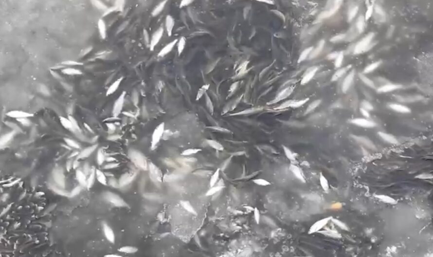 Минприроды Чувашии прокомментировало скопление рыб в Чебоксарском заливе